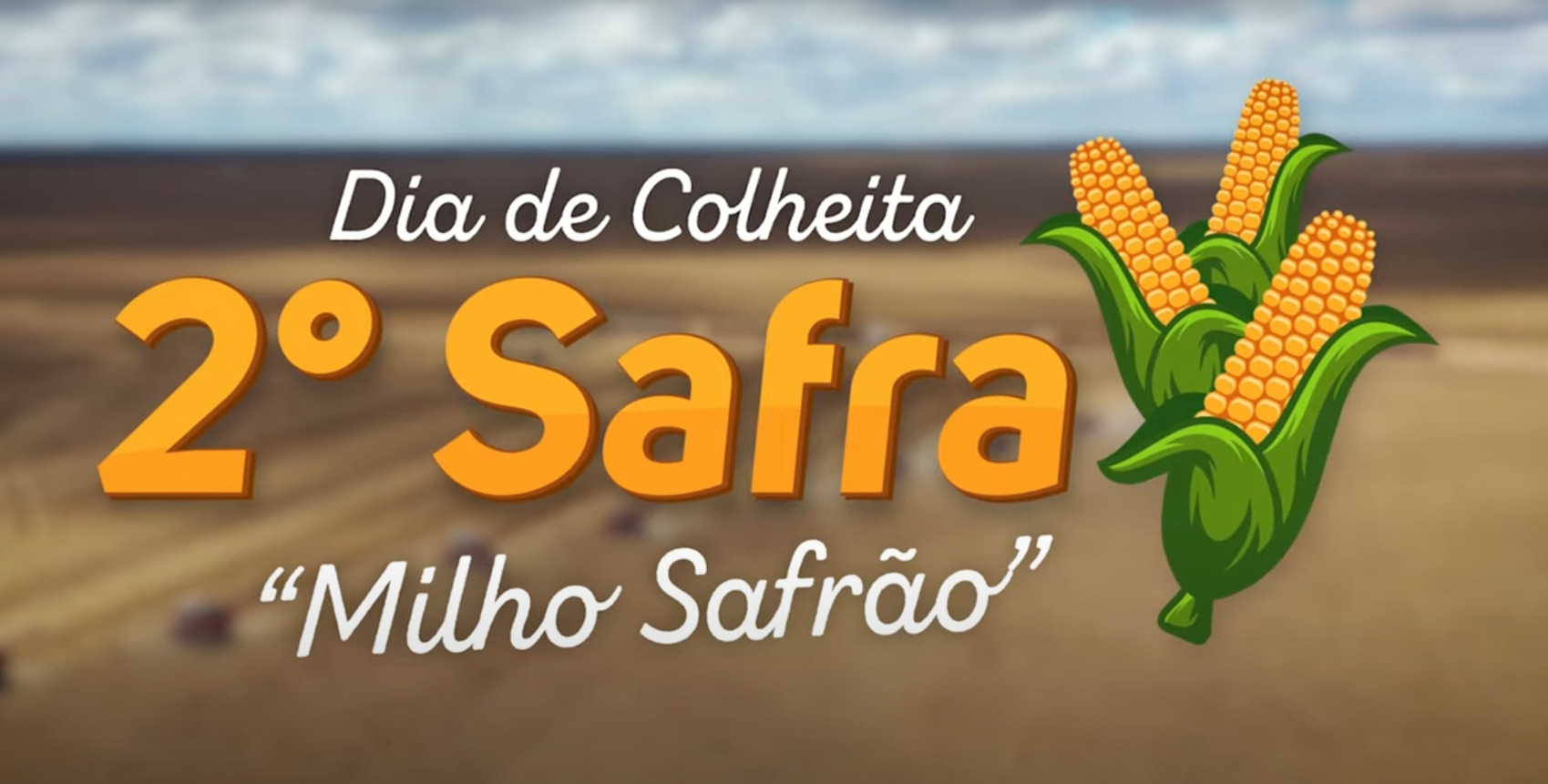 Abertura Colheita Milho “Safrão” Risa S/A