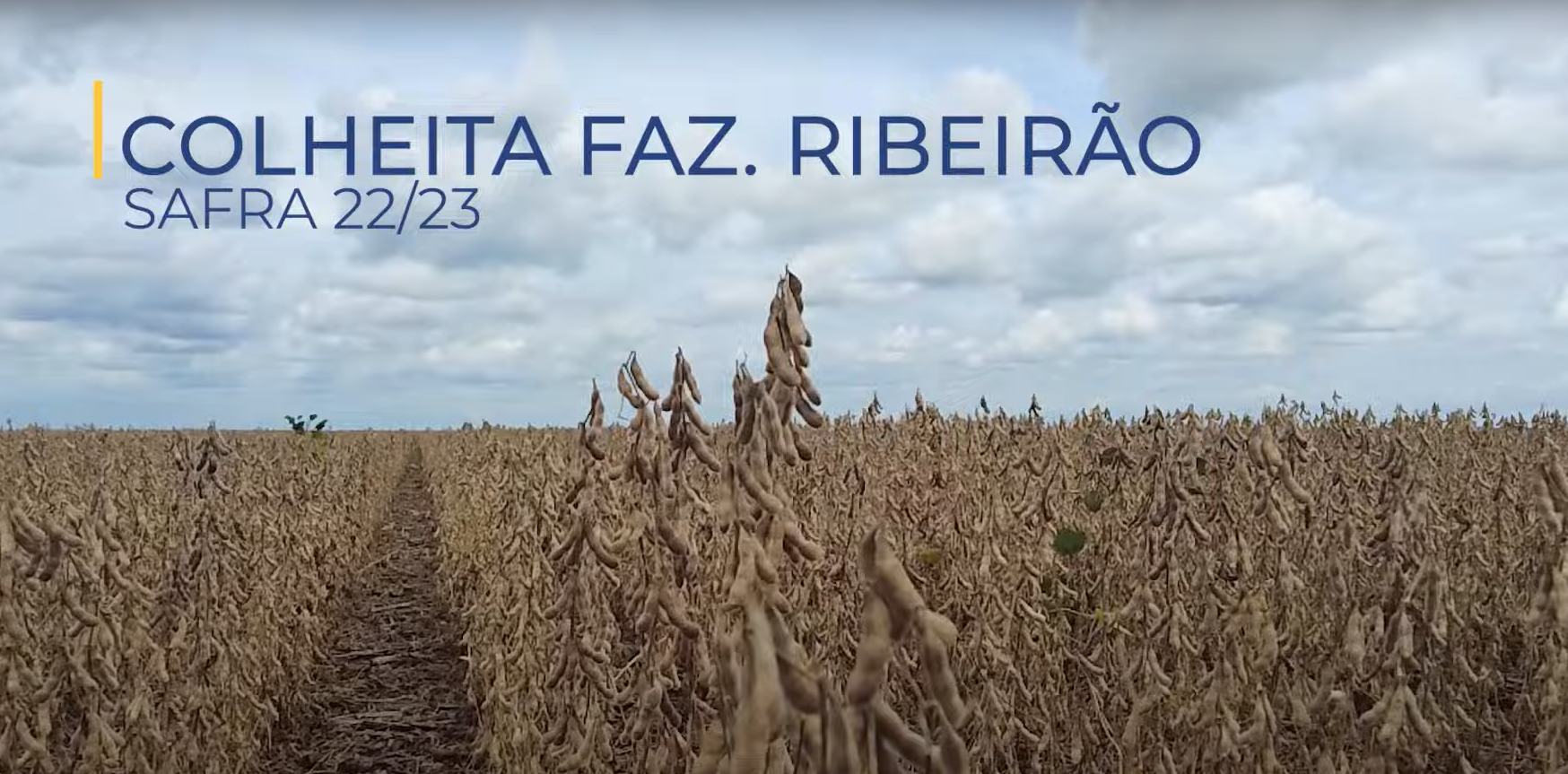 COLHEITA FAZENDA RIBEIRÃO – SAFRA 22/23