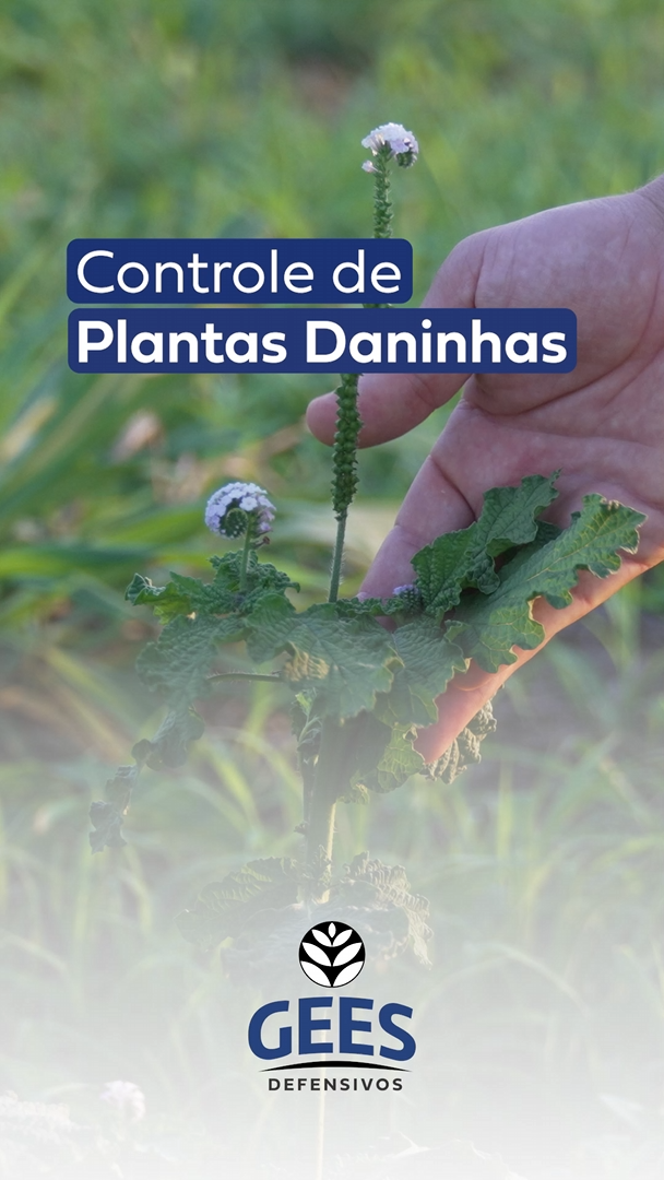 PREVENÇÃO E COMBATE AS PLANTAS DANINHAS